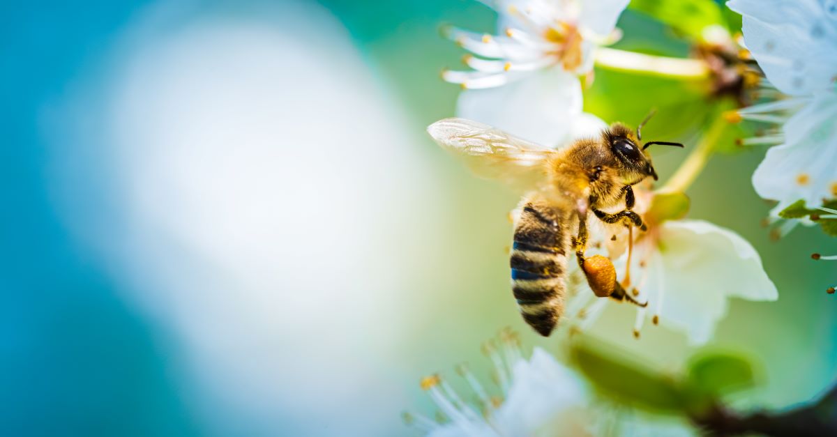 Bienen schützen im Garten Heidenheim – So geht's
