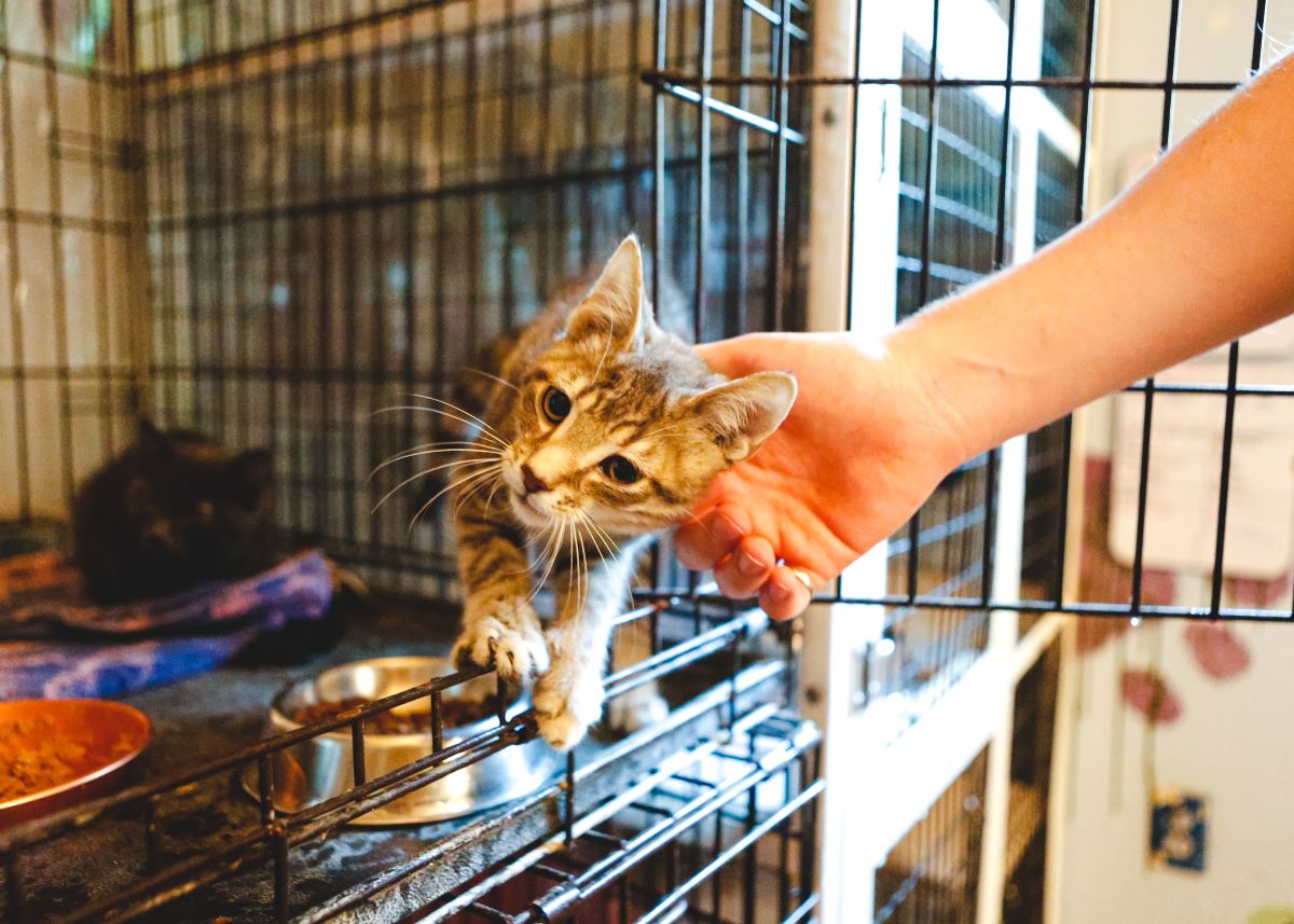 Katze mikrochippen in Heidenheim – Schutz für Ihr Haustier
