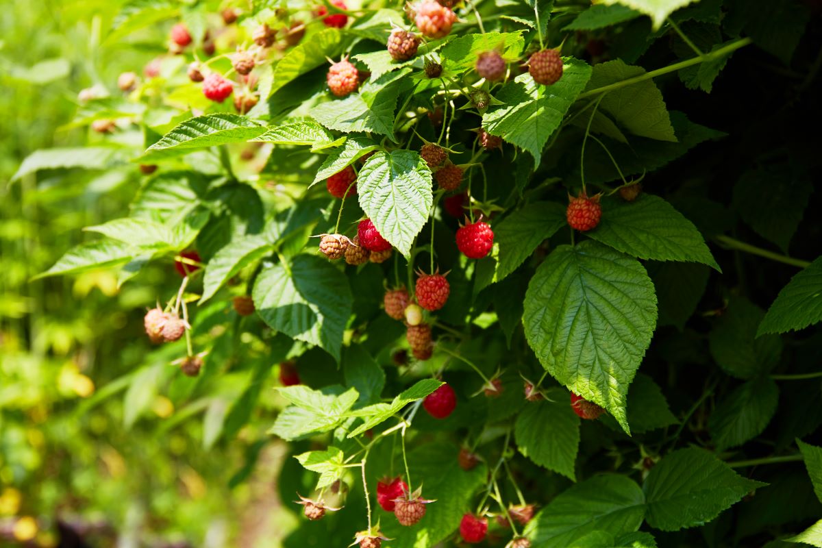 Streuobstwiese mit Hecke einfrieden — Was ist in Heidenheim 