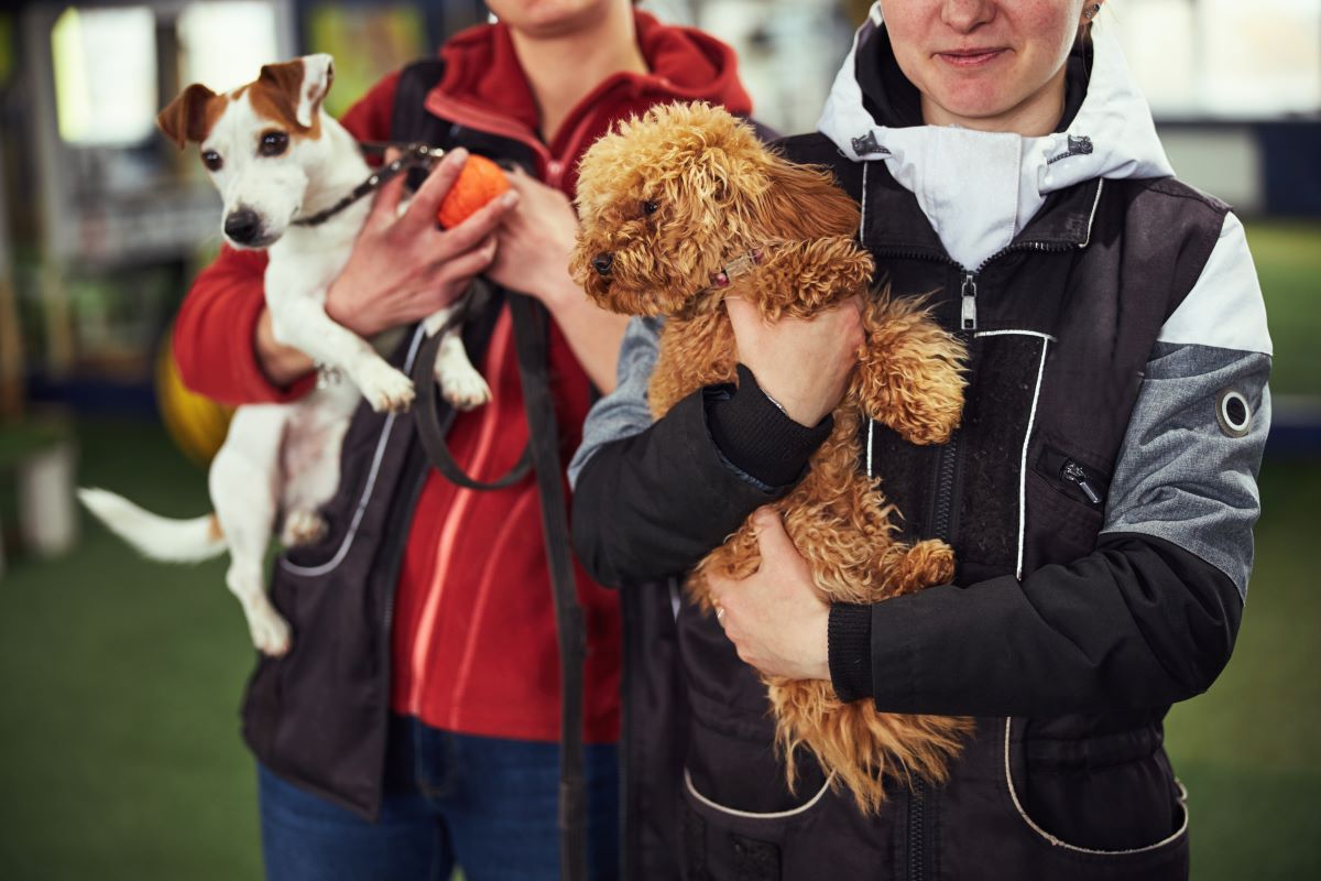 Tierheim-Adoption in Heidenheim – Tier retten statt kaufen